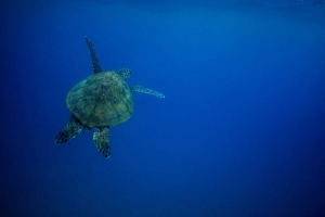 Unprotected: Sea Turtles - Global